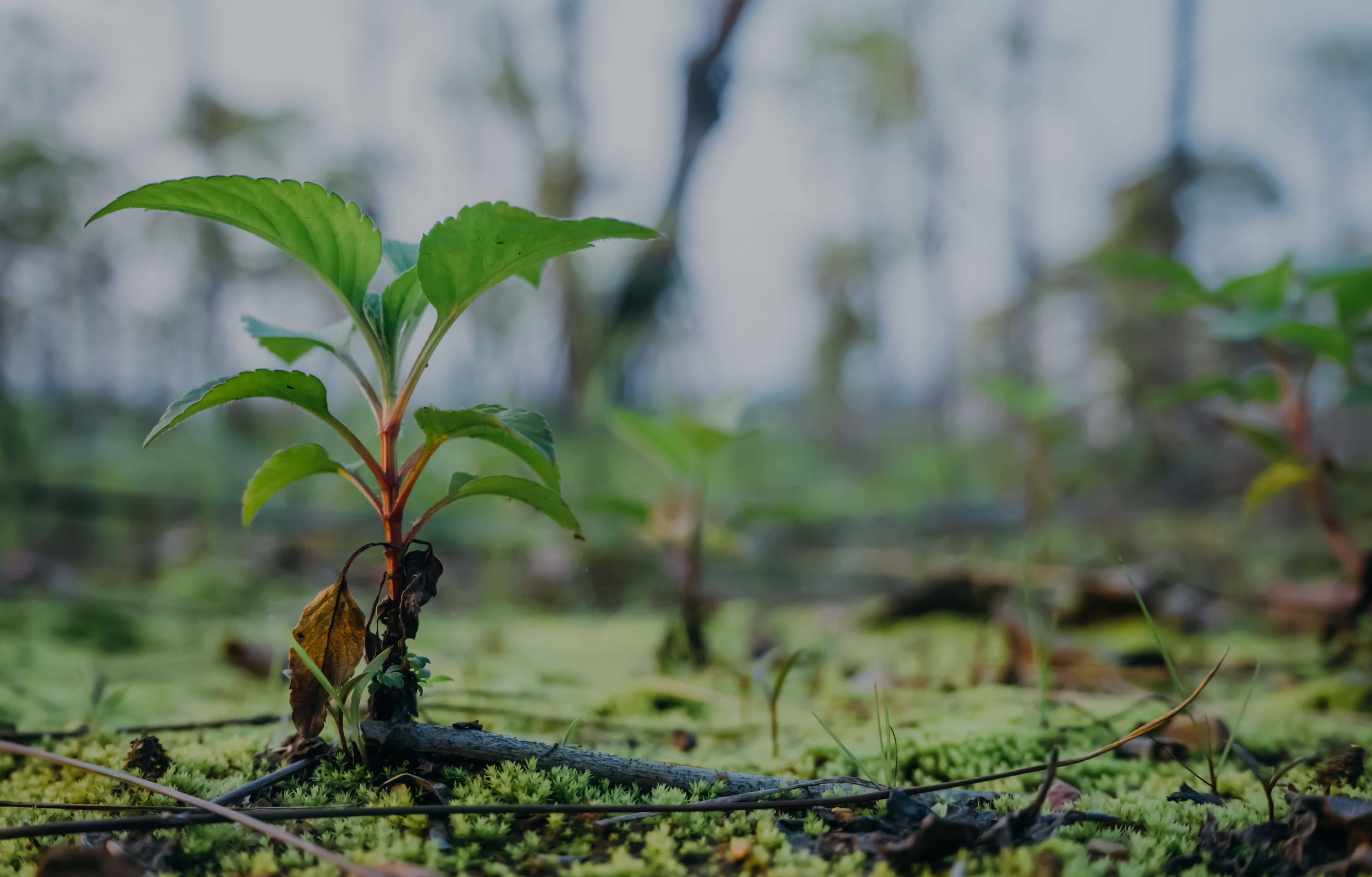 plestizon packaging containers